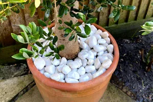 Pebble-Applicaion-pot